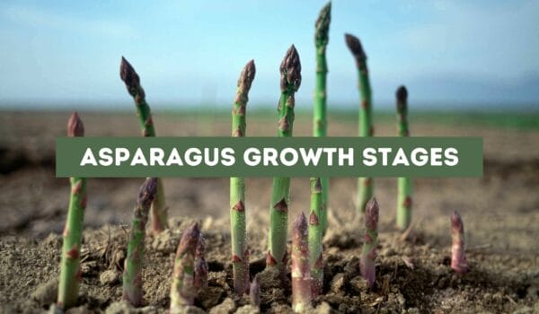 Asparagus Growth Stages (Answered)