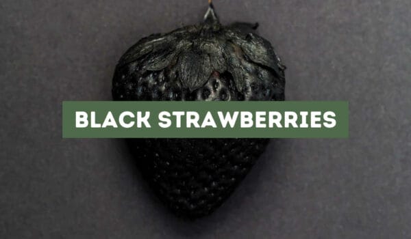 All About Black Strawberries (In-Depth)