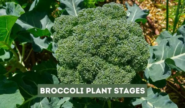 Broccoli Plant Stages (Growth and Development Explained)