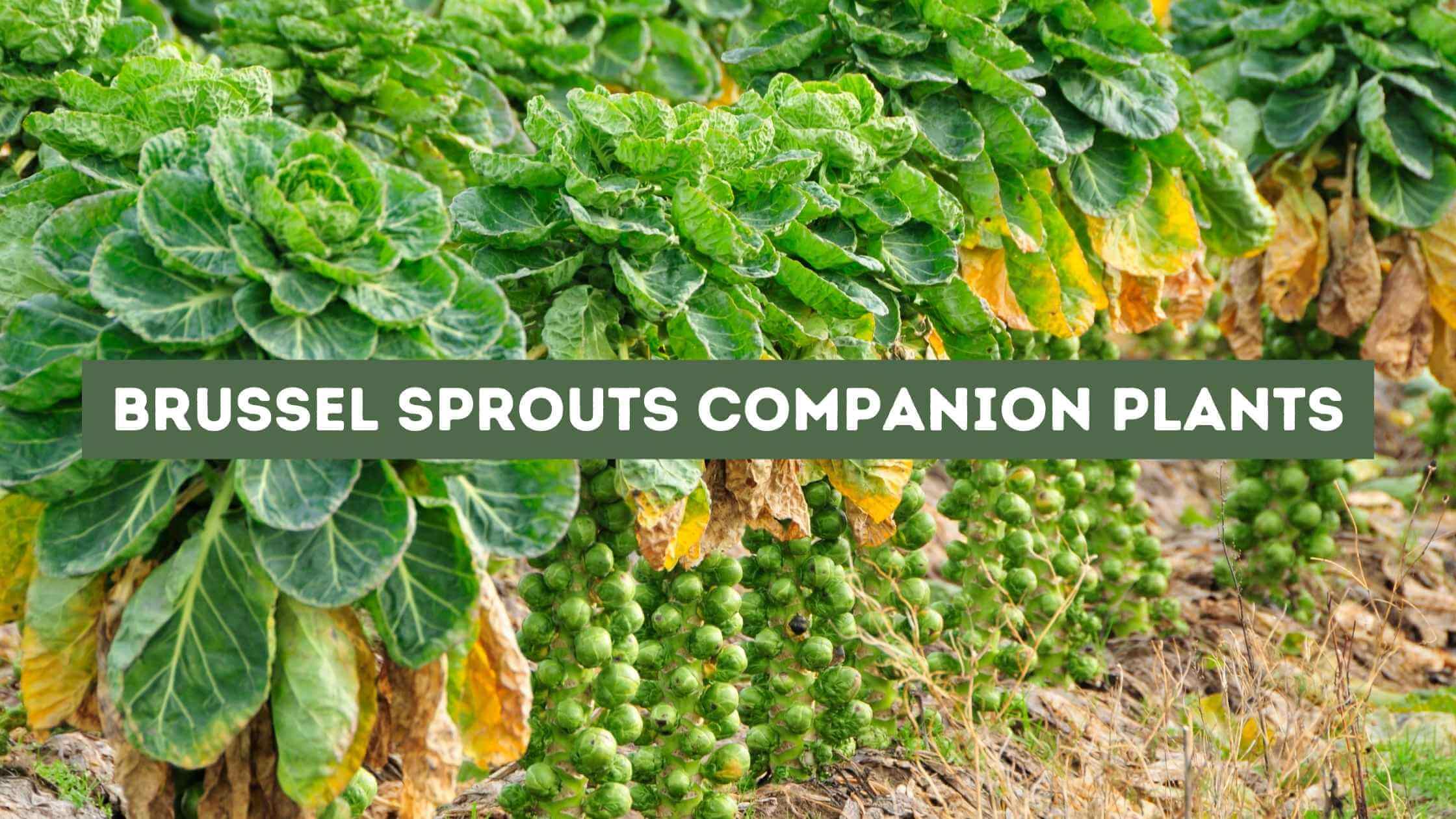 Brussel Sprouts Companion Plants
