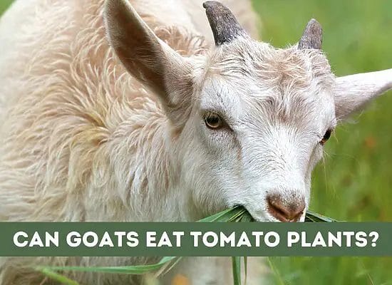 Can Goats Eat Tomato Plants? (Find Out)