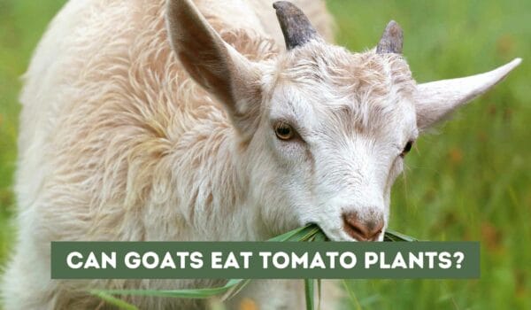 Can Goats Eat Tomato Plants? (Find Out)