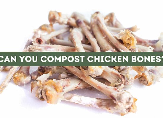 Can You Compost Chicken Bones? (Solved)