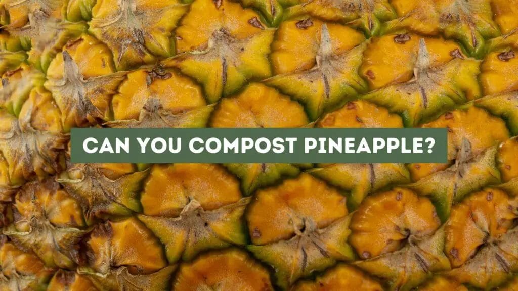 Photo closeup of a pineapple peel. Can You Compost Pineapple?