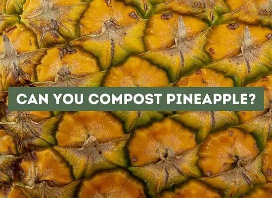 Can You Compost Pineapple? (Explained)