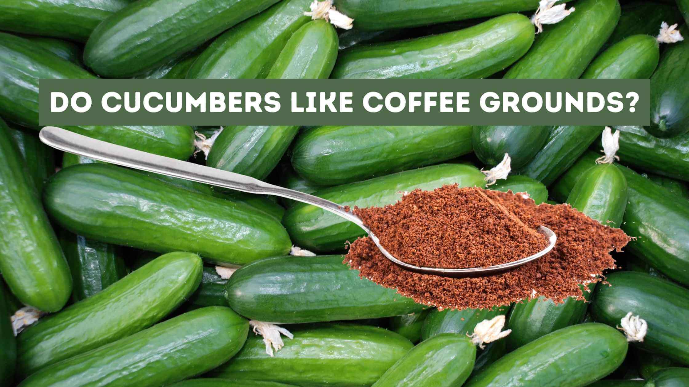 Do Cucumbers Like Coffee Grounds