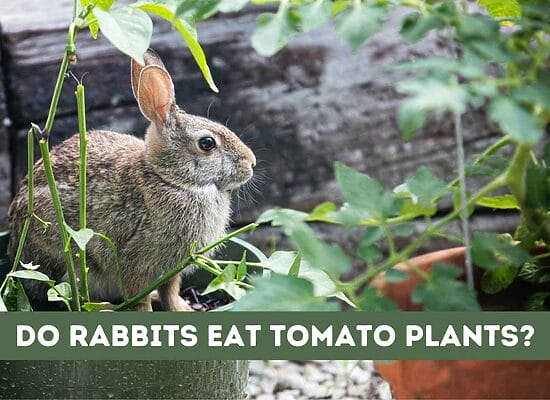 Do Rabbits Eat Tomato Plants? (Explained)