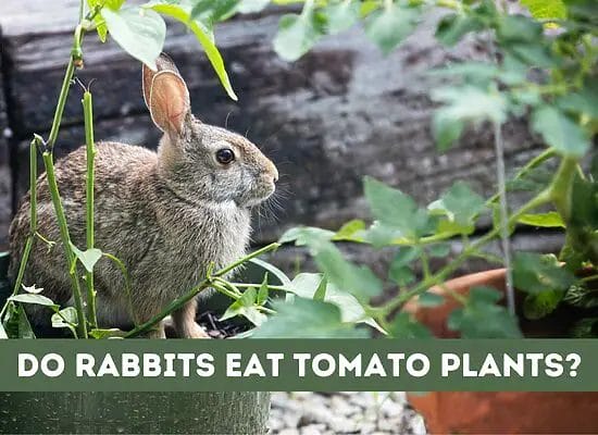 Do Rabbits Eat Tomato Plants? (Explained)