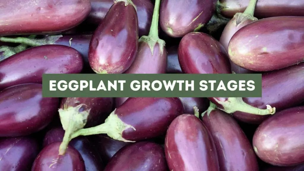 Photo of several eggplants. Eggplant growth stages.