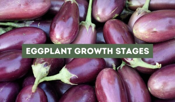 Eggplant Growth Stages (A Comprehensive Guide)