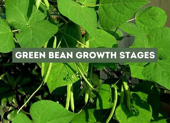 Green Bean Growth Stages (Revealed)
