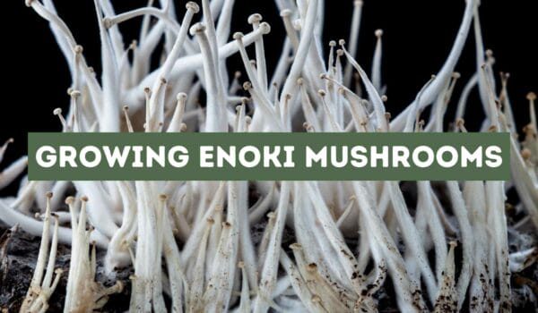 Growing Enoki Mushrooms (A Detailed Guide)