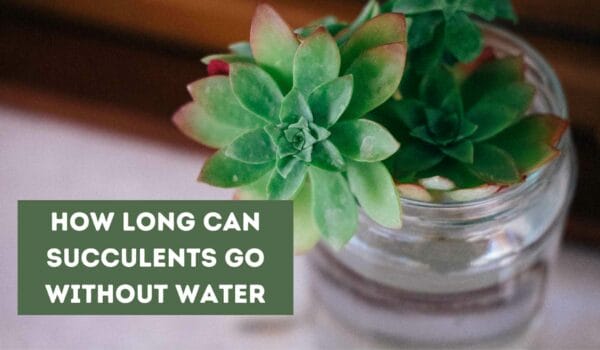 How Long Can Succulents Go Without Water? (Expert Advice)