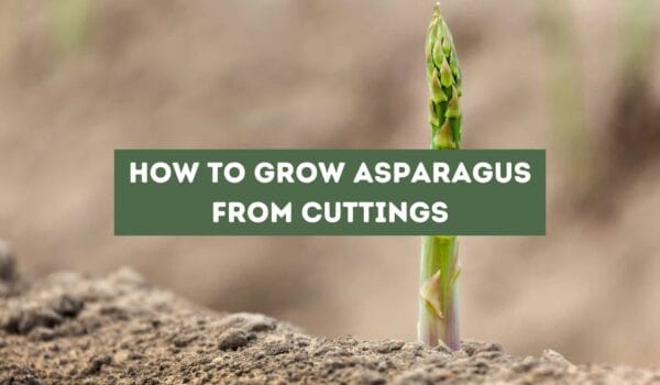 How to Grow Asparagus from Cuttings (Successfully)