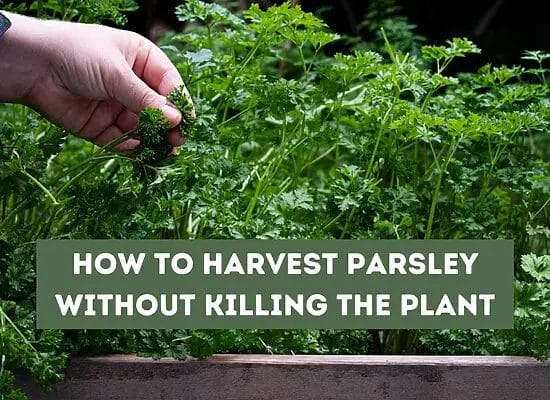 How to Harvest Parsley Without Killing the Plant