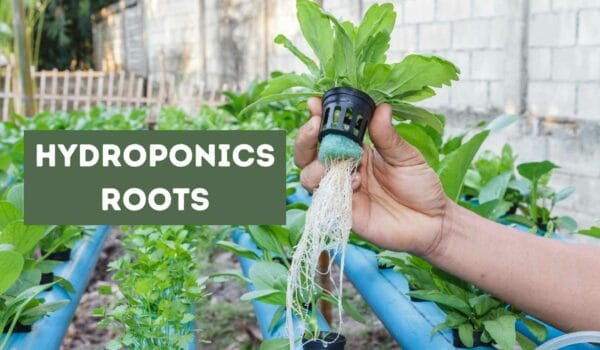 Hydroponics Roots (Explained)