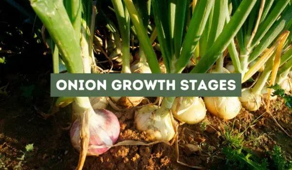 Onion Growth Stages (An Extensive Guide)