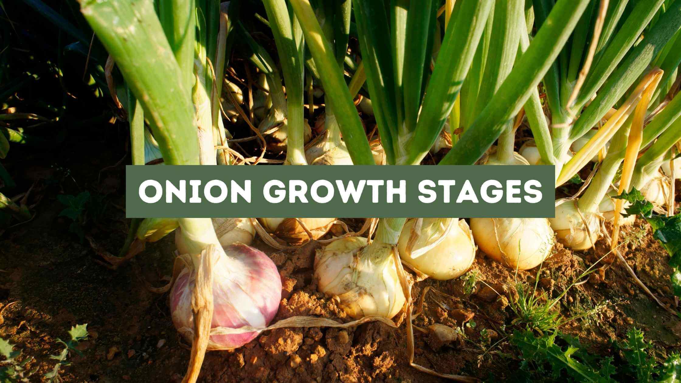Onion Growth Stages