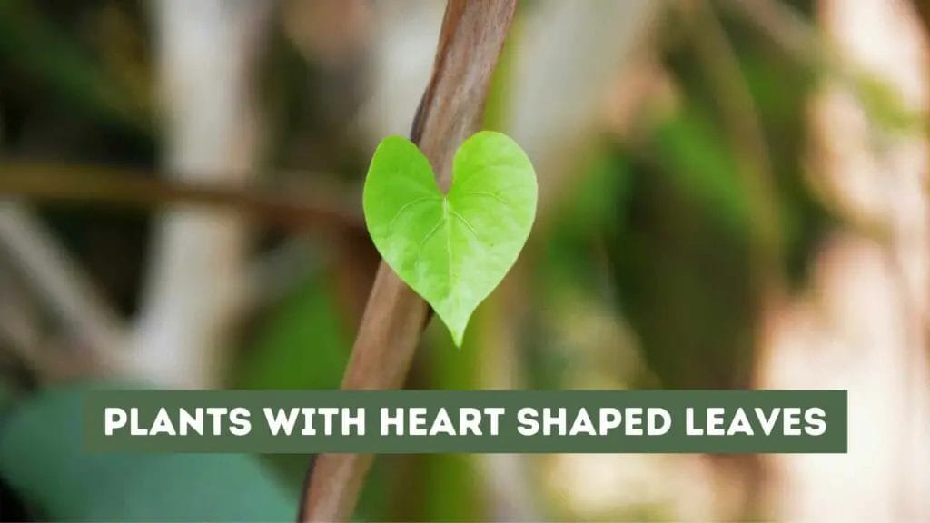 Photo closeup of a heart shaped leaf. 15 Plants with Heart Shaped Leaves.