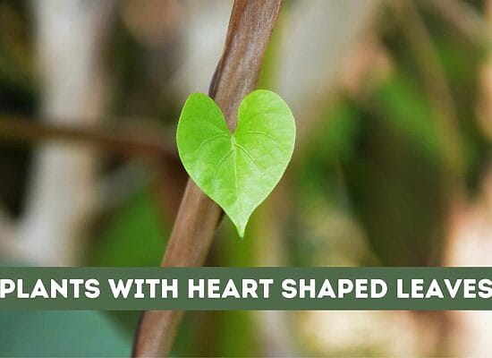15 Plants with Heart Shaped Leaves (The Most Beautiful)