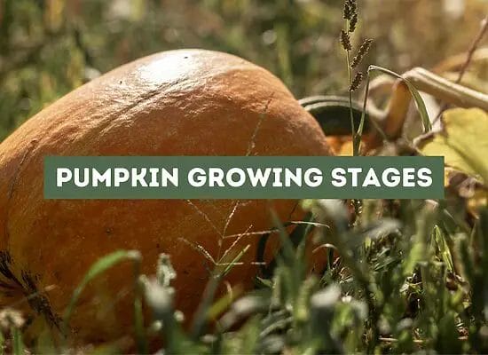 Pumpkin Growing Stages (Exposed)