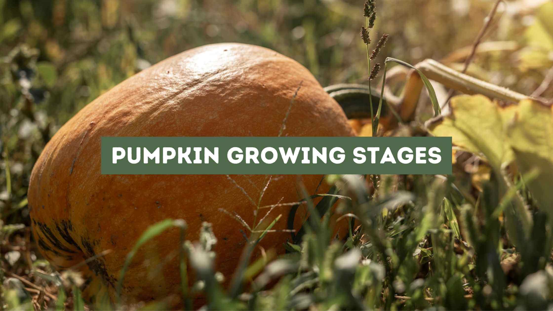 Pumpkin Growing Stages
