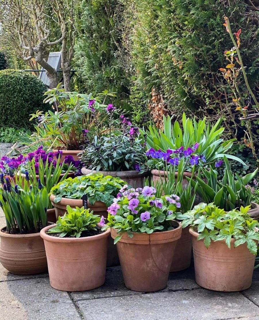 Potted plants, including violets and ferns, arranged on a stone surface in various clay pots, creating a layered, vibrant display.