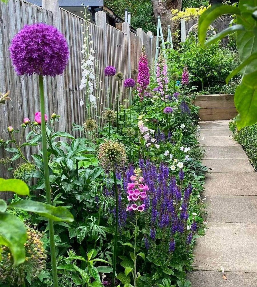 Garden pathway with perennial flowers, bordered by a 2m wooden fence. Features tall Allium and foxglove for vibrant seasonal color.