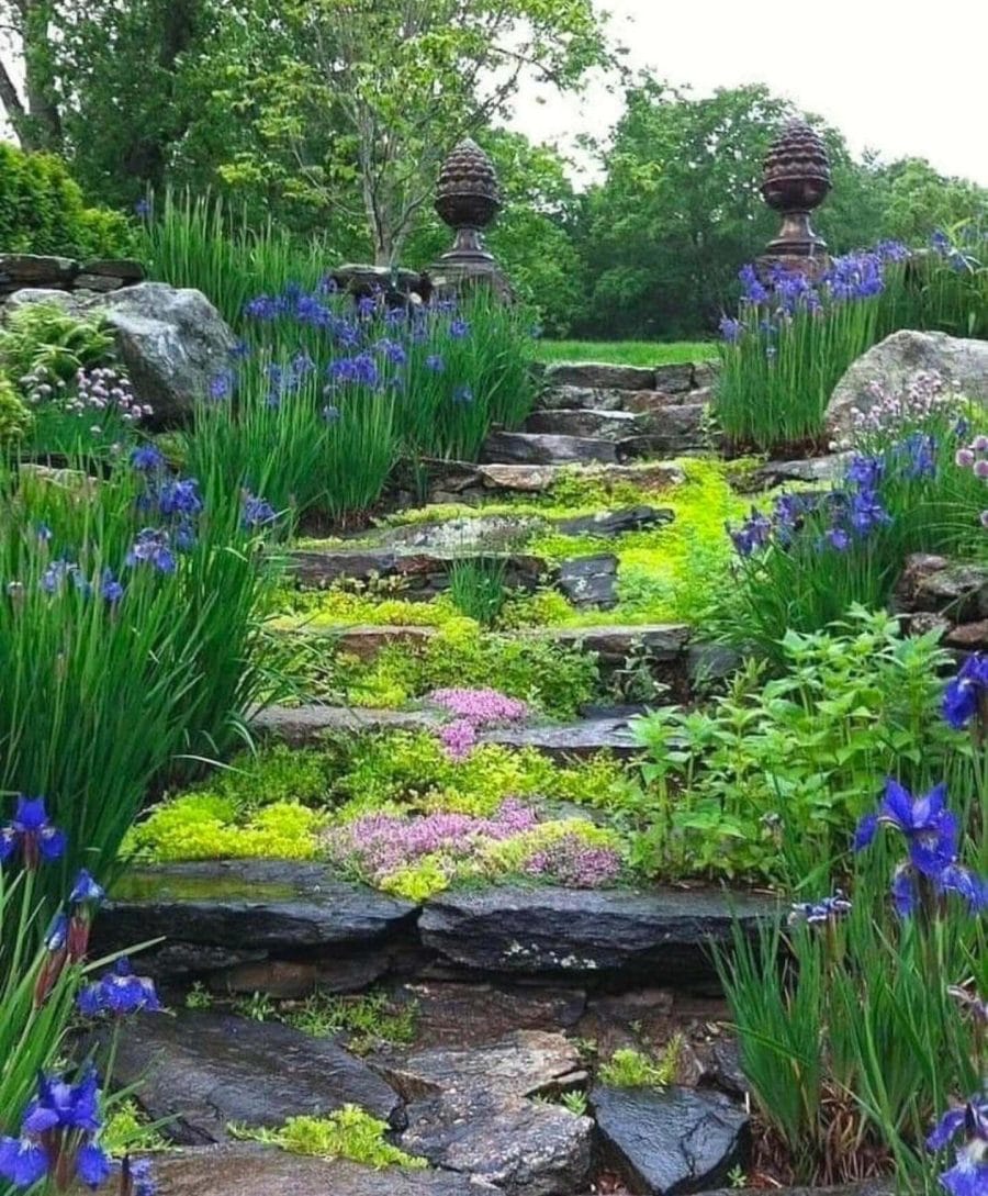 Stone pathway with slate stairs leads through vibrant greenery, featuring blue irises, grasses, and ground covers like moss and thyme.