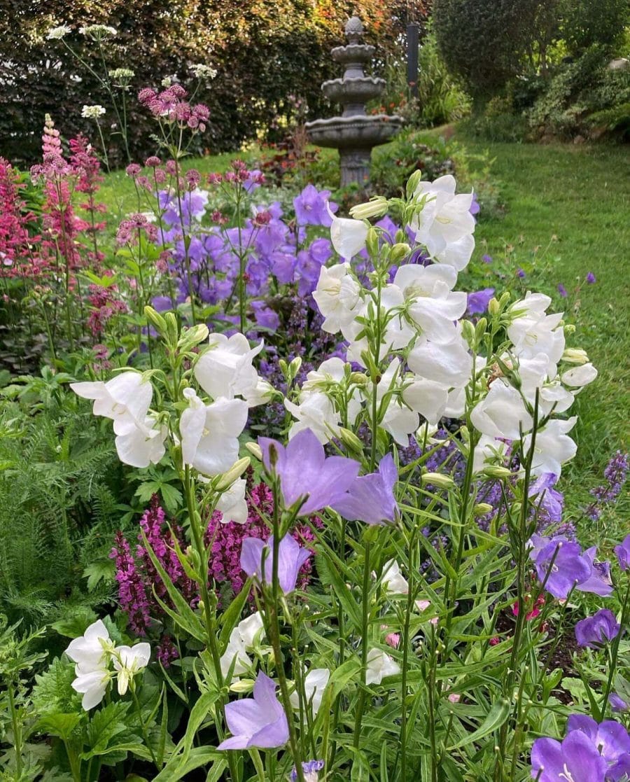 Vibrant flower garden showcasing white and purple bellflowers, pink spikes, and layered planting. Lush grass, shrubs, and a stone fountain enhance the design.