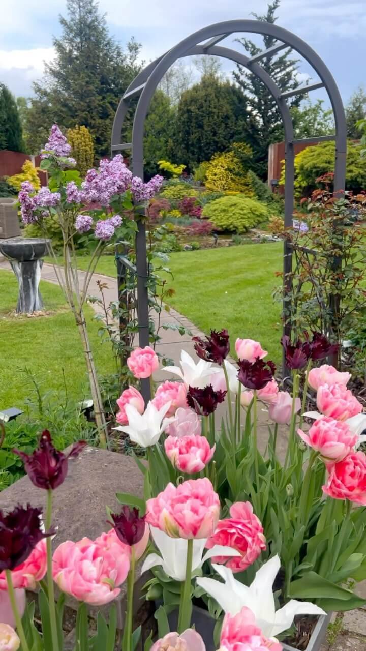 Garden showcasing clusters of pink, white, and deep maroon tulips along a stone pathway, framed by a gray archway and lush grass.