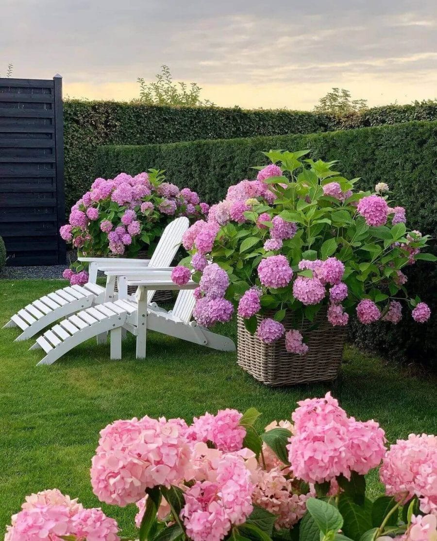 Lush clusters of pink hydrangeas create vibrant focal points in a manicured lawn, complemented by white lounge chairs and a dark wooden fence.