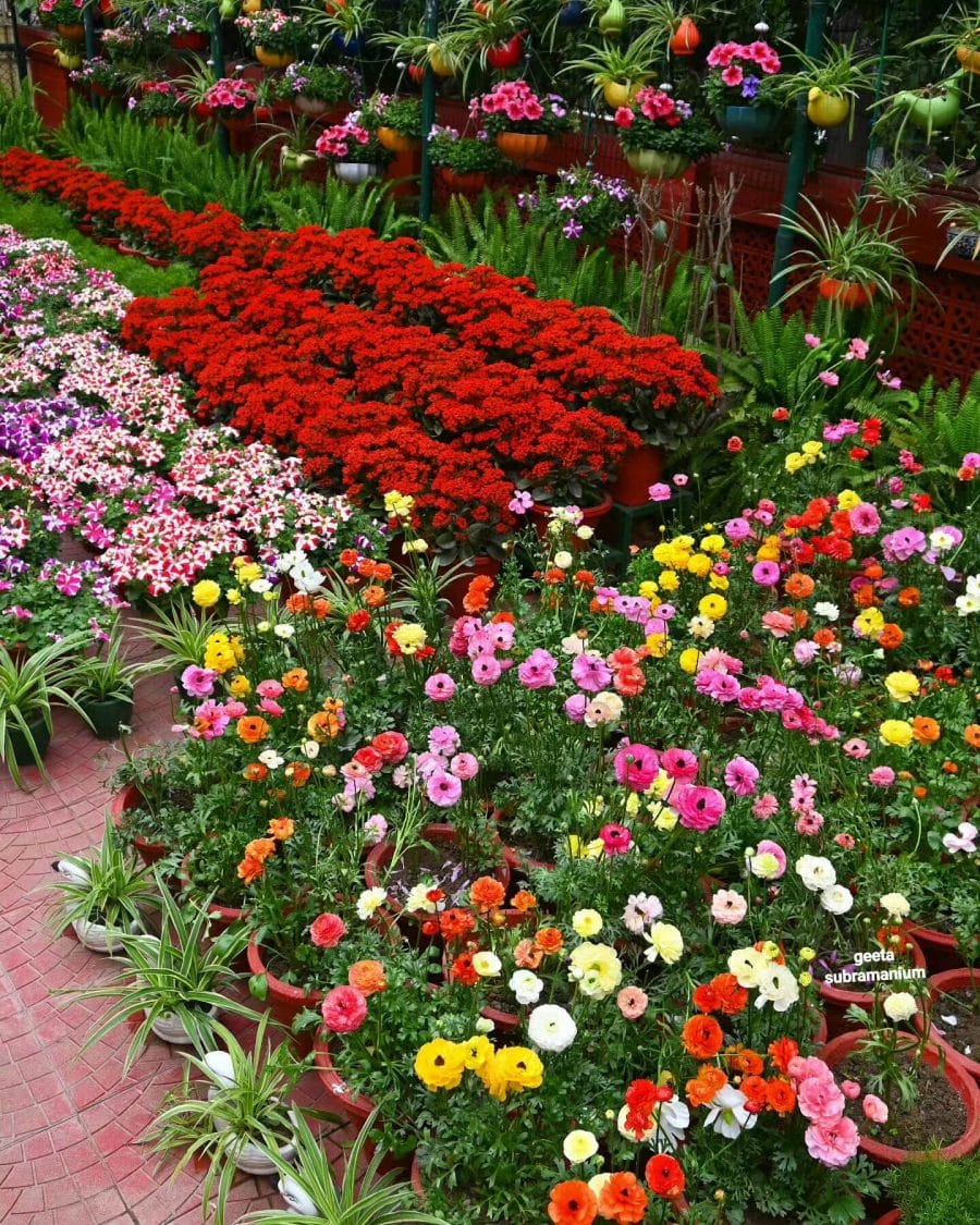 Revitalize your garden with eye-catching flower bed designs that promise vibrancy and creativity. Dive in for endless inspiration!