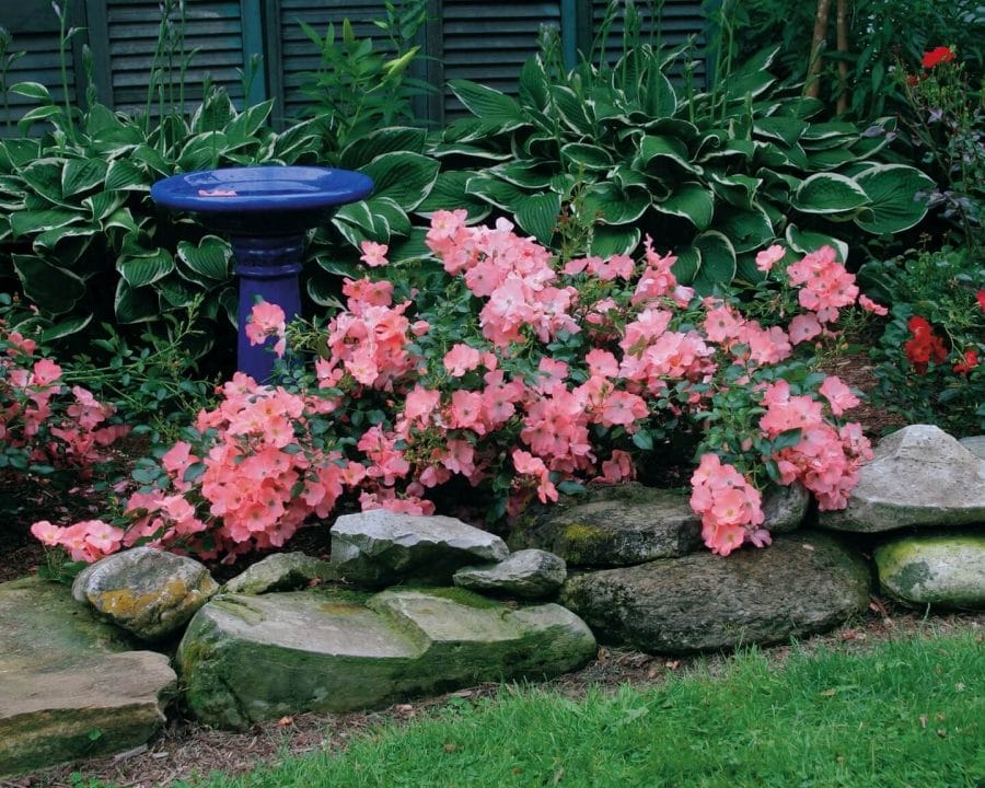 Dense clusters of pink flowering plants surround natural stone boulders, with a blue birdbath at the center, backed by variegated hostas.