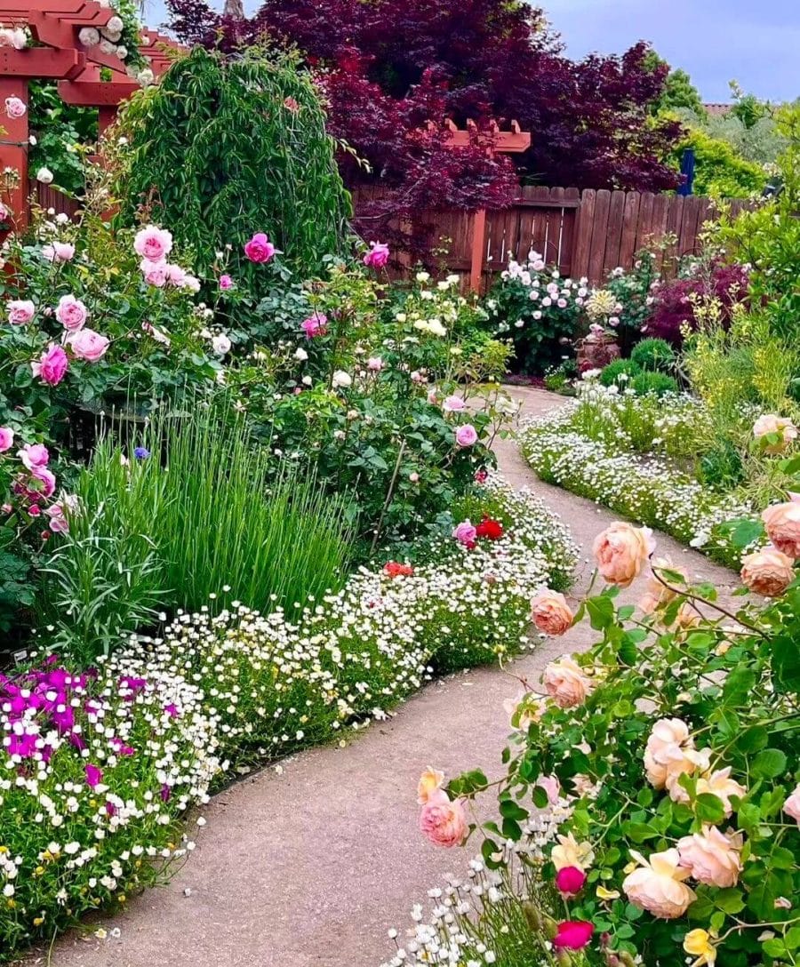 Vibrant flower beds line a winding concrete pathway, featuring clusters of colorful roses and low-growing white flowers, enhancing curb appeal.