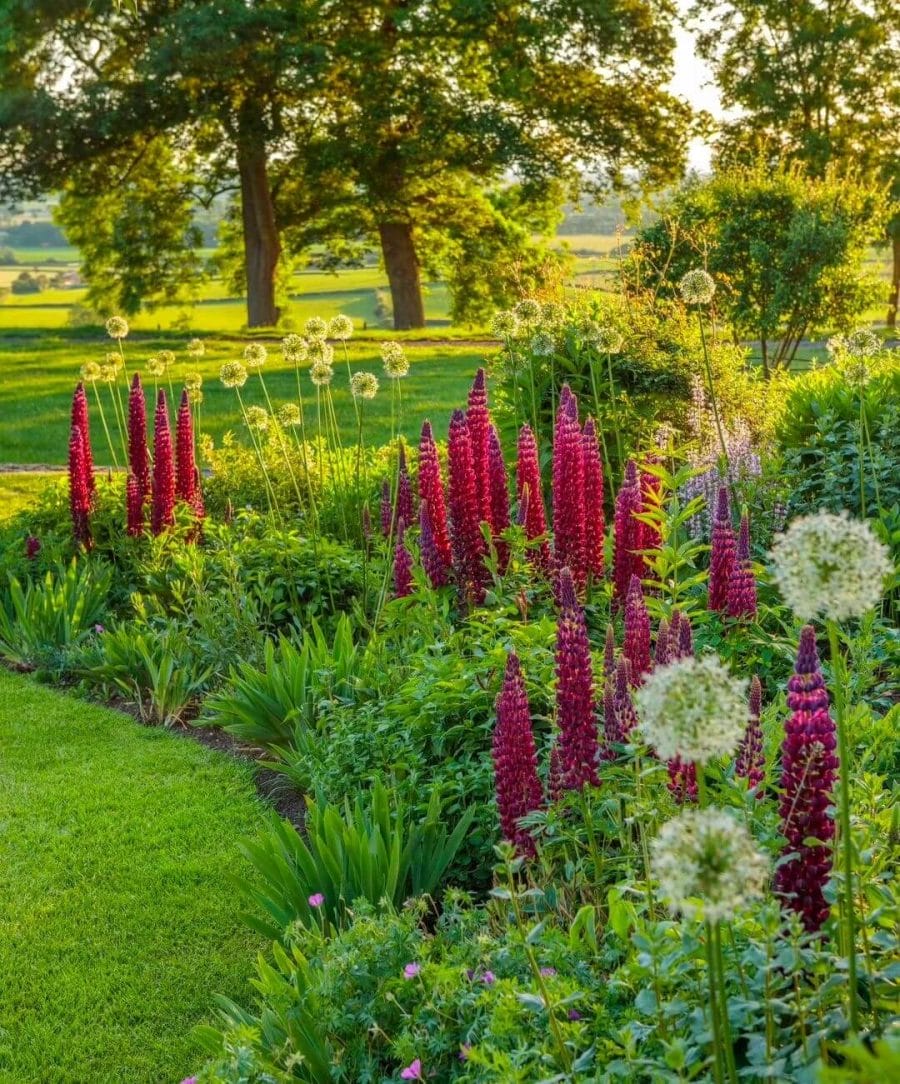 Vibrant flower bed featuring tall purple and red lupines alongside spherical allium flowers, set in lush green grass amidst mature trees.