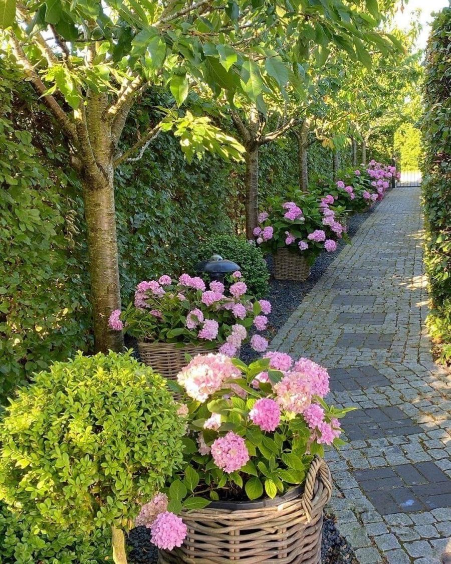 Vibrant pink hydrangeas in woven baskets line a cobblestone path, shaded by trees and complemented by topiary, enhancing curb appeal.