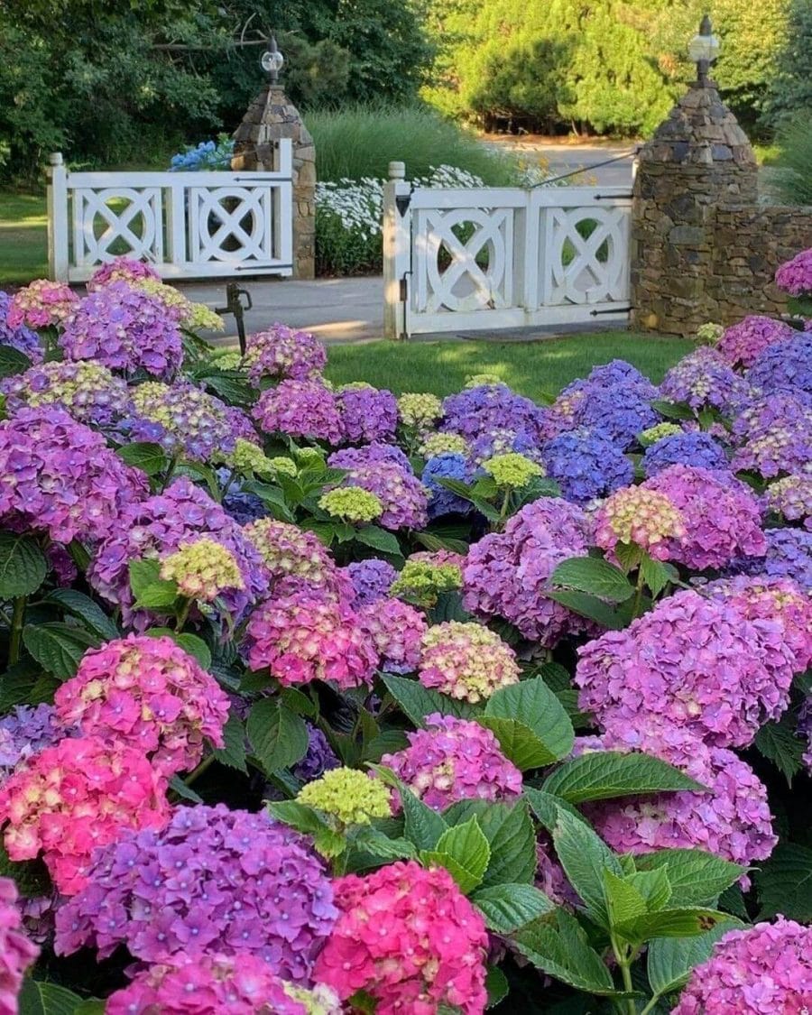 Hydrangeas in vibrant pink, purple, and green clusters create a lush flower bed, framed by a decorative white gate and stone pathway.